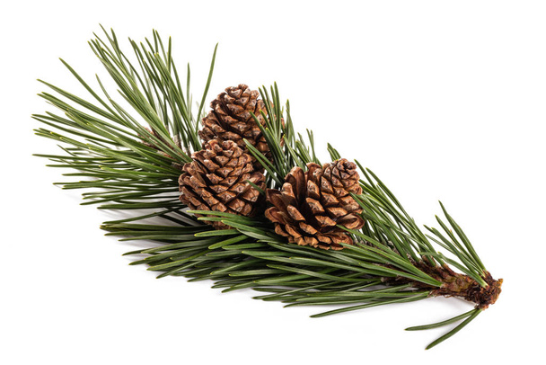 mugo pine  - Photo, image