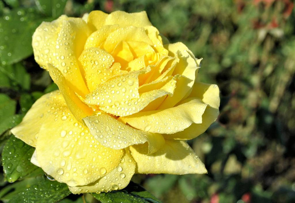 Mooie gele roos bloem groen blad close-up romantische natuur bloesem tuin stilleven zonnige dag ochtend dauw  - Foto, afbeelding
