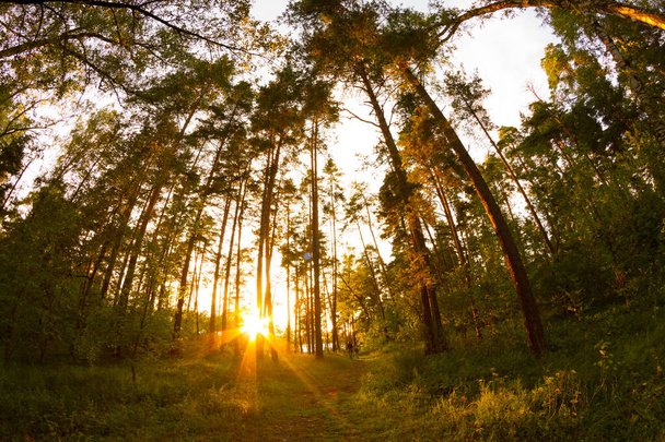 Pine forest with sun - Foto, imagen