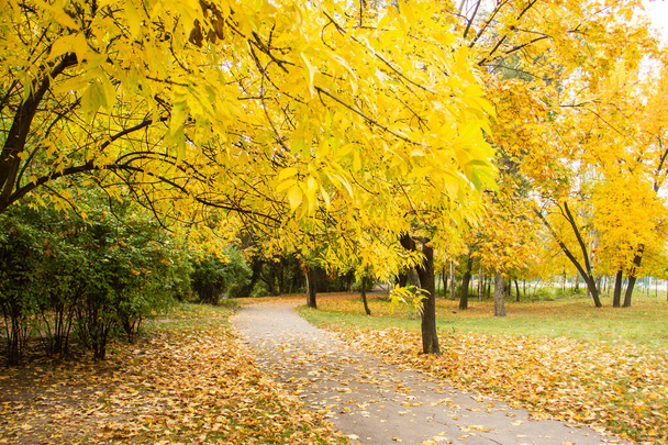 Autumn bright color park with trees - 写真・画像