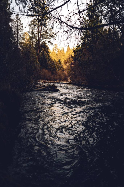 Vertical shot of a river among trees in a forest during daytime - 写真・画像