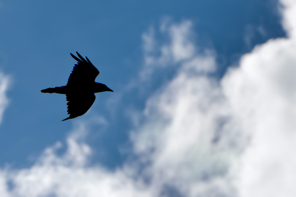 silhouette corbeau noir tout en volant
 - Photo, image