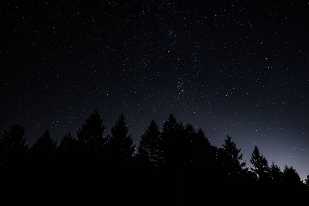 Beautiful silhouette shot of trees under a starry night sky - Fotoğraf, Görsel