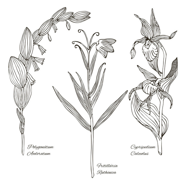 Set grafico dei fiori selvatici
 - Vettoriali, immagini
