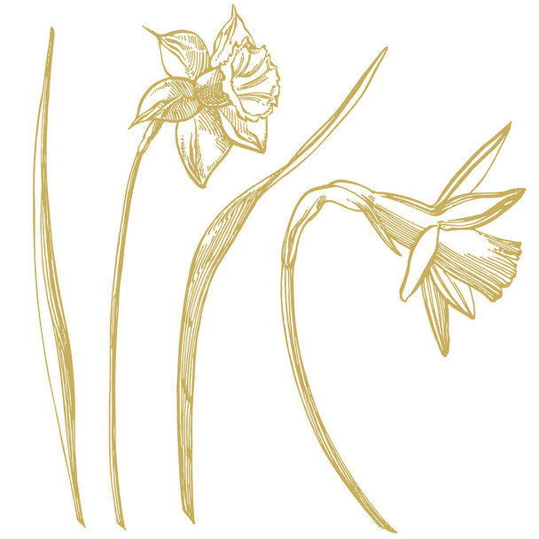 Daffodil or Narcissus flower drawings. Collection of hand drawn black and white daffodil. Hand Drawn Botanical Illustrations - Vector, Image