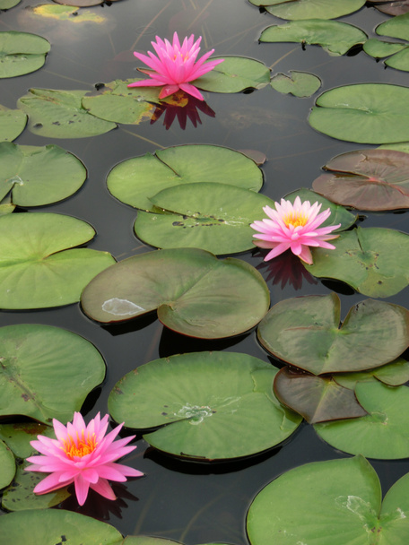 pink water lily - Photo, Image