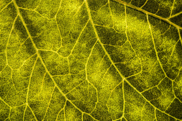 Background image of a leaf of a tree close up. A green leaf of a - Foto, Imagen