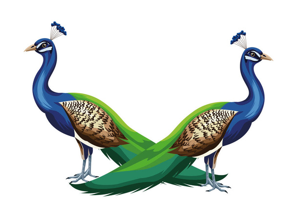 peacock bird icon cartoon isolated - Vector, Imagen