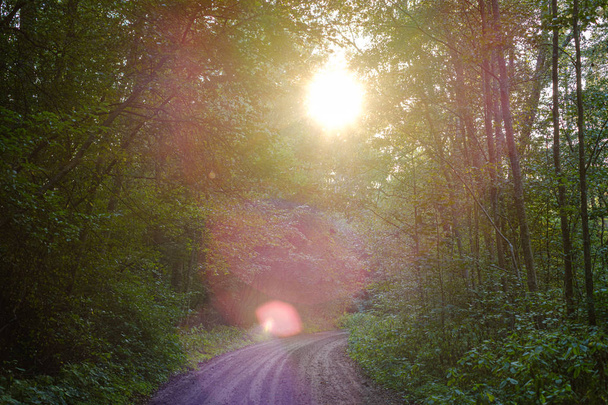 špinavá štěrková cesta v zeleném lese s mokrými stromy a slunečními paprsky v perspektivě - Fotografie, Obrázek