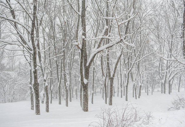 duży śnieg pokrywa park - Zdjęcie, obraz