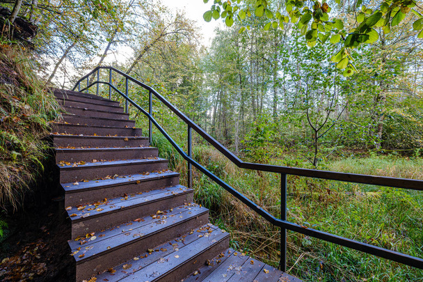 sendero de madera húmeda en el bosque verde que conduce en el futuro de la reserva natural
 - Foto, Imagen