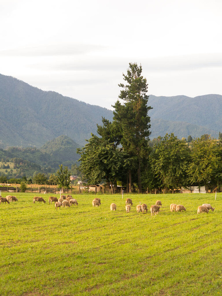 Ovejas pastando en los campos de Los Ríos, zona Valdivia, i
 - Foto, Imagen