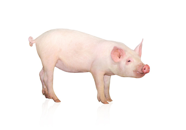 cerdo - Foto, imagen