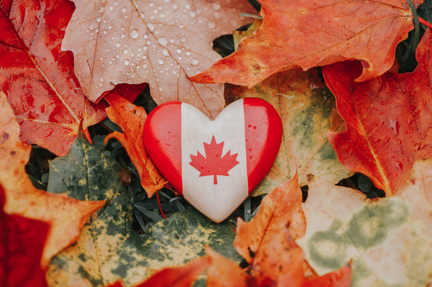 Осенью на земле лежит символ национального канадского флага в форме сердца - красный желтый кленовый клен. Осенний сезон в Канаде
. - Фото, изображение