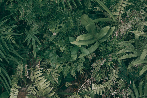 Tropical green leaf background, Dark tone theme. - Valokuva, kuva