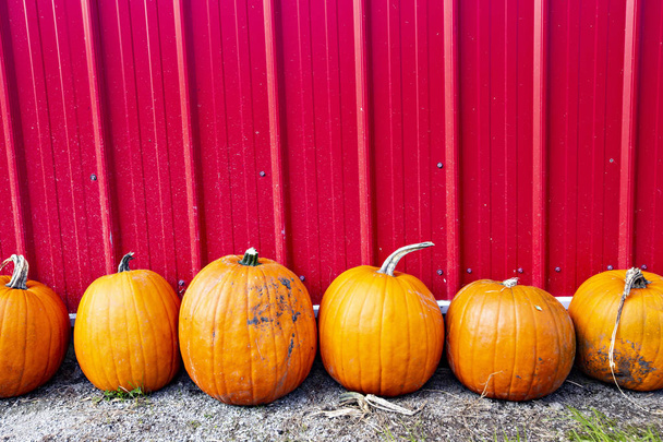 Украшение тыквы в кафе, Хэллоуин время, Хэллоуин тыквы, тыквы патч
 - Фото, изображение