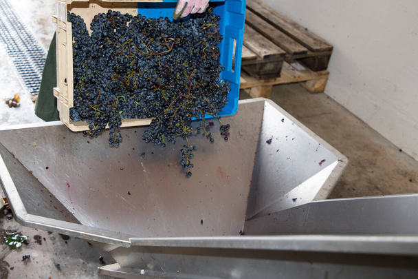 Rijpe druif op wijnstok in Saint Emilion Bordeaux in Frankrijk - Foto, afbeelding