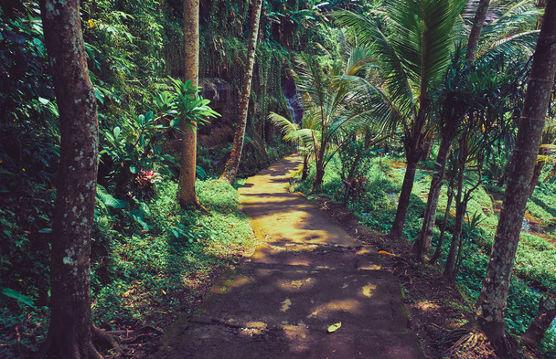 Road in the jungle forest.  Landscape in Bali. - Fotó, kép