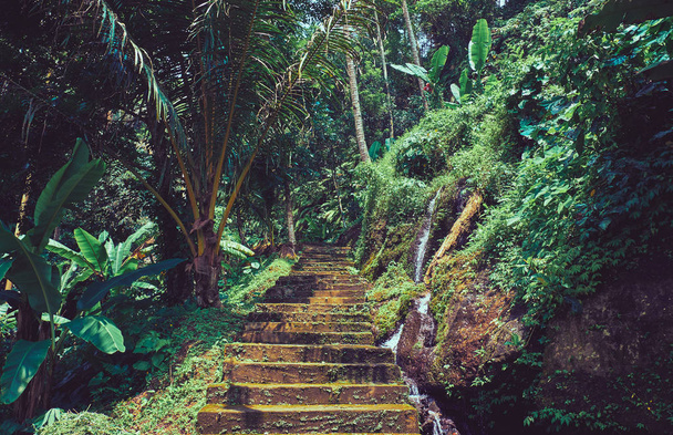 Ο δρόμος στο δάσος της ζούγκλας. Τοπίο στο Μπαλί. - Φωτογραφία, εικόνα