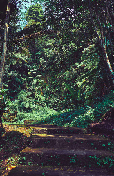 Дорога в джунглях. Пейзаж на Бали
. - Фото, изображение