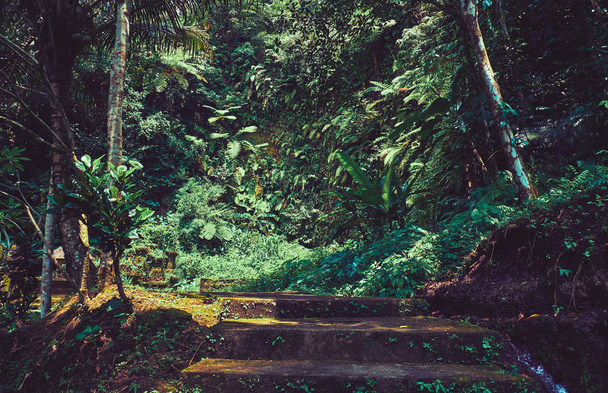 Ο δρόμος στο δάσος της ζούγκλας. Τοπίο στο Μπαλί. - Φωτογραφία, εικόνα