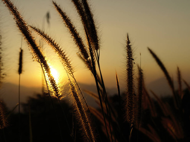 Grass Plumes At Sunset - Photo, Image