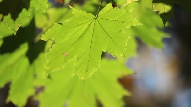 Όμορφα φθινοπωρινά φύλλα αναπτύσσονται σε μια στροφή. Χρυσή εποχή. Πάρκο αναψυχής. Η φύση ντύνει τα δέντρα με όμορφα ρούχα. Ταξίδι μυρμηγκιών - Πλάνα, βίντεο