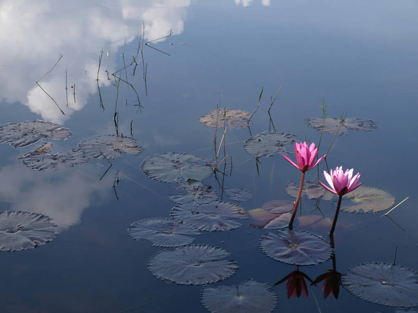 рожева красива водяна лілія
 - Фото, зображення