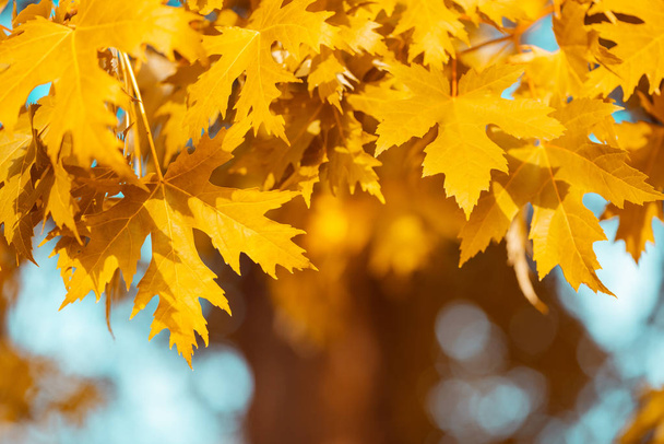 Close-up yellow maple leaves on tree against blue sky and defocused trees. Autumn fall background. Colorful foliage. - Photo, image