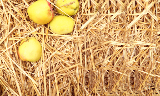 a few yellow apples lie on the straw, a banner for the site. the concept of autumn - Photo, Image