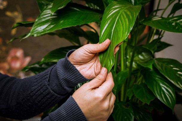 Main féminine avec un chiffon humide, nettoyer la feuille d'une plante d'intérieur
 - Photo, image