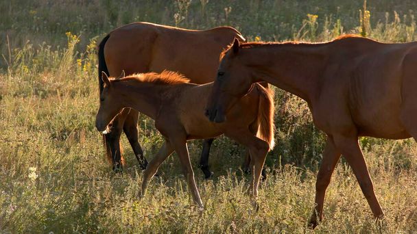 Brown horses walk on meadow. - Photo, Image