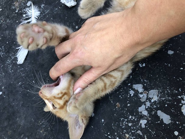 kéz játszik egy aranyos sárga cica - Fotó, kép