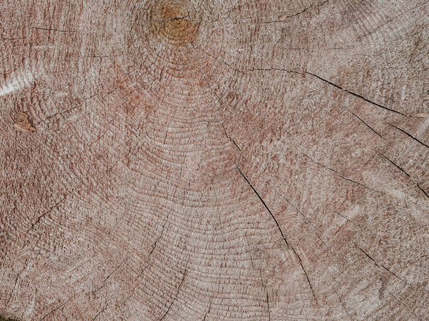 Tasainen lay Puinen rakenne pyöreä leikattu viipaloitu alas puu vuosirenkaat ja halkeamia
 - Valokuva, kuva