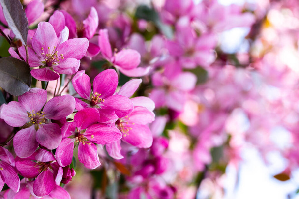 花にリンゴの木、ピンクのカニの花を閉じます。春の開花リンゴ園 - 写真・画像