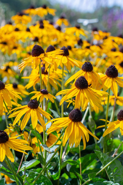 Susan Rudbeckia aux yeux noirs, grandes fleurs de jardin jaunes d'automne. Belle fleur décorative rudbeckia prairie à fleurs
 - Photo, image