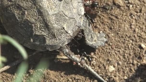 Malá želva, která zemřela po odchodu z vajíčka, Černí mravenci útok, makro pohled Emydidae Terrapene carolina, východní box - Záběry, video