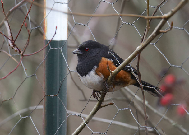 Spotted Towhee poking through a wire mesh fence (pipilo maculatus) - Photo, Image