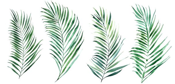 Aquarell-Illustrationen von grünen Palmblättern. - Foto, Bild