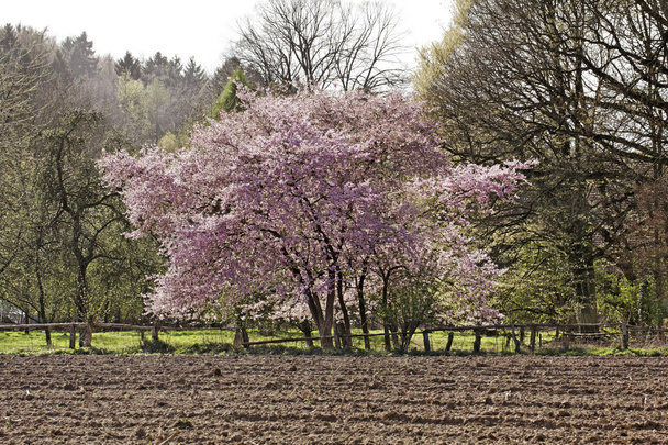 Ciliegio giapponese in primavera, Bassa Sassonia, Germania, Europa
 - Foto, immagini