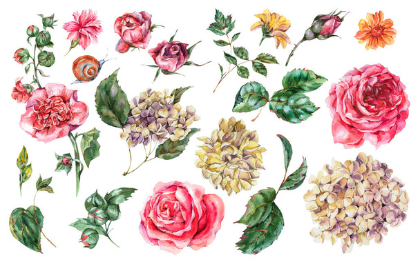 Vesiväri Kukka Set of Vintage Vaaleanpunaisia ruusuja, Hydrangea, Etana
 - Valokuva, kuva