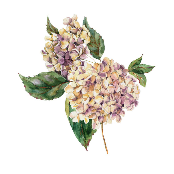 Акварель Винтажная цветочная поздравительная открытка с цветущим белым Hydr
 - Фото, изображение