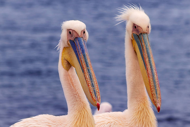 美しいピンクのペリカンの鳥。ナミビアで撮影された自然の野生動物。海の背景を持つペリカン。自然界の野生動物。自然のクローズアップ - 写真・画像
