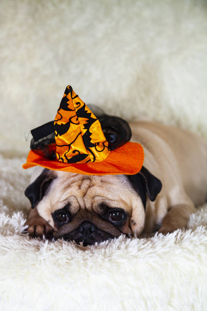 Funny pug in a witch's hat. - Fotó, kép