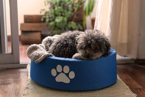 poodle sitting on blue cushion - Photo, Image