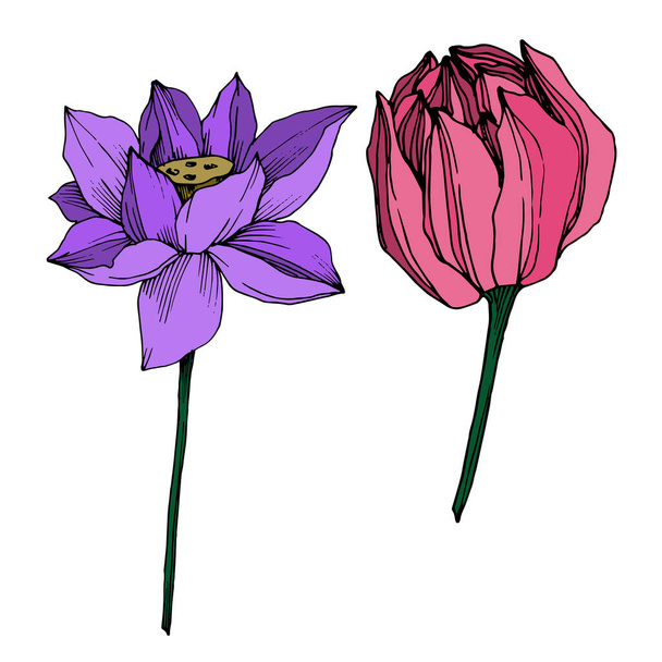 Vector Lotus kwiatowy kwiat botaniczny. Czarno-biała grawerowana sztuka atramentu. Element ilustrowany lotosu na białym tle. - Wektor, obraz