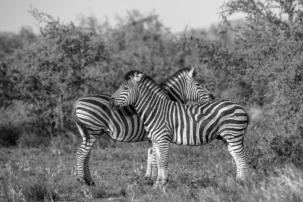 Two Common Zebra grooming in black and white - Photo, Image