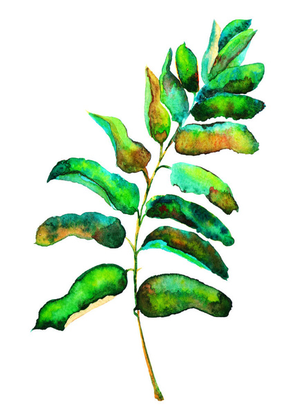 Watercolor illustration of a branch with leaves from an acacia tree isolated on a white background - 写真・画像