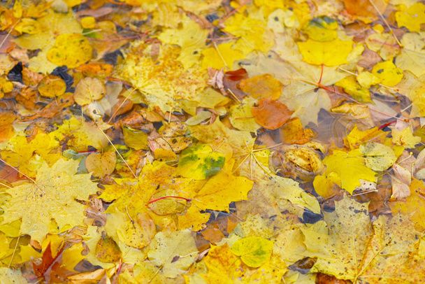 яскраво-жовте і червоне осіннє листя в калюжі під дощем
 - Фото, зображення