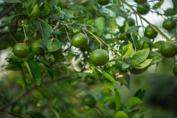 Zöld mandarin narancs gyümölcsök és levelek háttér. - Fotó, kép